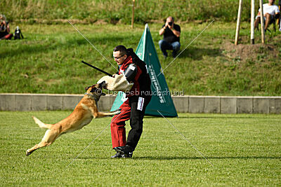 Serro de lorigine de faucon rouge